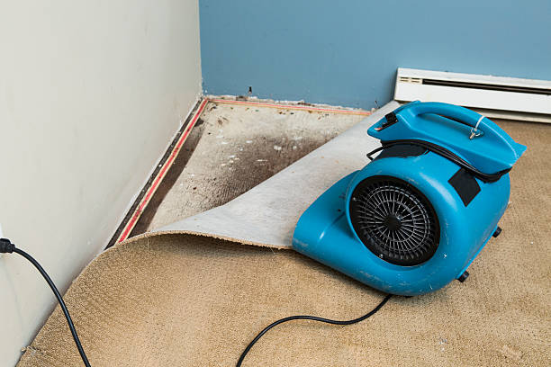 Best Ceiling water damage repair  in Sunset, FL